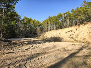 Kumlu kumullarda yetişen çam ağaçlarını gösteren çarpıcı doğal bir manzara. Bu manzara orman bitki örtüsü ve kumul arazisinin karışımını yakalar ve onu seyahat içeriği, çevresel konular veya tasarım ve arka plan görsellerinde kullanmak için ideal hale getirir.