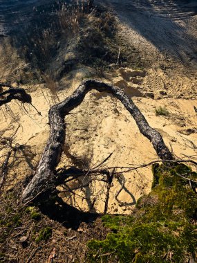 Kozalaklı ağaçların kum tepelerinde yetiştiği eşsiz bir doğal manzara. Orman ve çöl gibi nadir bir karışım, ekoloji, iklim çeşitliliği ve doğal zıtlıklar üzerine projeler için mükemmel..