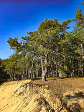 Kozalaklı ağaçların kum tepelerinde yetiştiği eşsiz bir doğal manzara. Orman ve çöl gibi nadir bir karışım, ekoloji, iklim çeşitliliği ve doğal zıtlıklar üzerine projeler için mükemmel..
