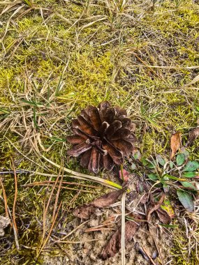 Doğal orman zemininde yeşil çimen, dağınık çam iğneleri, kozalaklar, yosun bantları ve meşe palamutlarının detaylı bir karışımı bulunur. Bu organik doku, kozalaklı bir orman ortamının ham ve toprak güzelliğini yakalar. Doğa olarak kullanmak için ideal.
