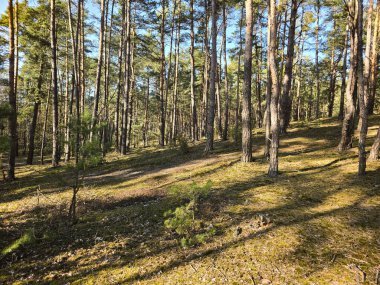 Uzun ağaçlar, doğal ışık ve zengin yeşilliklerle dolu huzurlu bir orman manzarası. Dokunulmamış doğanın sakinliğini ve güzelliğini yakalamak ekoloji, refah, açık hava macerası ve çevre tasarımı ile ilgili projelerde kullanılmak için idealdir.