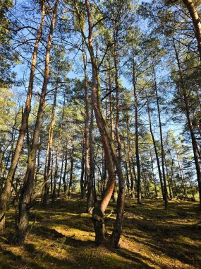 Uzun ağaçlar, doğal ışık ve zengin yeşilliklerle dolu huzurlu bir orman manzarası. Dokunulmamış doğanın sakinliğini ve güzelliğini yakalamak ekoloji, refah, açık hava macerası ve çevre tasarımı ile ilgili projelerde kullanılmak için idealdir.