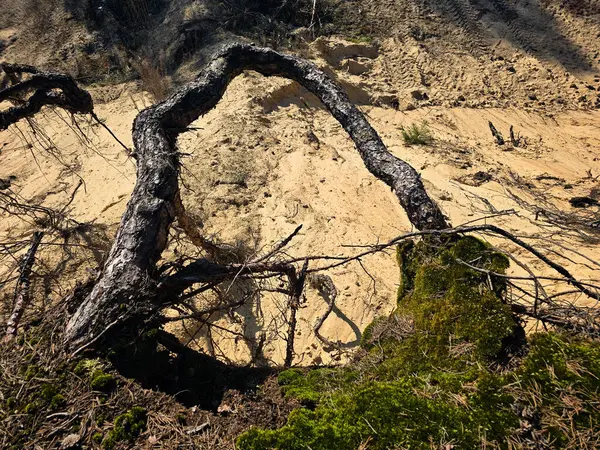 Kozalaklı ağaçların kum tepelerinde yetiştiği eşsiz bir doğal manzara. Orman ve çöl gibi nadir bir karışım, ekoloji, iklim çeşitliliği ve doğal zıtlıklar üzerine projeler için mükemmel..