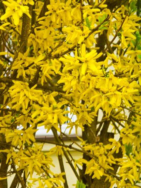 Parlak sarı forsythia çiçekleri, gür yapraklar ve yeşil yapraklar, koyu tek renkli sarı arka planda izole edilmiş. Bu neşeli çiçek kompozisyonu ilkbaharı, yenilenmeyi ve enerjiyi simgeler. Mevsimlik tasarımlar, düğün davetiyeleri ve duvar için mükemmel.