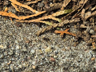 Doğal çatlaklar, çakıl taşları ve ince doku değişimleriyle asfalt yüzeyin yüksek çözünürlüklü yakın çekimi. Bu nötr gri arkaplan kentsel temalı tasarımlar, inşaatla ilgili içerik, yol güvenliği görselleri veya cesur bir kaplama olarak mükemmel