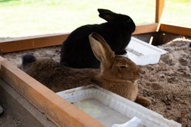 Yumuşak kürklü, doğal bir ortamda ya da tarafsız bir zeminde çekilmiş sevimli bir yerli ya da vahşi tavşan. Bu iç açıcı görüntü hayvanın masumiyetini ve çekiciliğini yansıtıyor. Evcil hayvanlar, Paskalya ve çocuklarla ilgili konular için mükemmel.