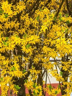 Parlak sarı forsythia çiçekleri, gür yapraklar ve yeşil yapraklar, koyu tek renkli sarı arka planda izole edilmiş. Bu neşeli çiçek kompozisyonu ilkbaharı, yenilenmeyi ve enerjiyi simgeler. Mevsimlik tasarımlar, düğün davetiyeleri ve duvar için mükemmel.