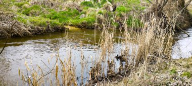 Huzurlu bir nehir yemyeşil bir şehir parkında süzülüyor, sakin suları etrafındaki ağaçları ve gökyüzünü mükemmel bir şekilde yansıtıyor. Güneş ışığı yaprakların arasından süzülerek bu sakin sahnenin doğal yeşilliklerini ve mavilerini vurguluyor. Temalar için mükemmel