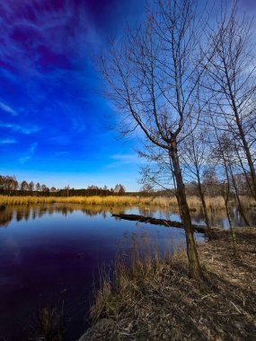 Sahil boyunca uzanan altın kuru kamışlarla dolu canlı, mavi bir gökyüzü manzarası. Çıplak ağaç dalları üst köşeyi çerçeveleyerek huzurlu ve mevsimsel bir kompozisyon oluşturuyor. Huzur, doğa, vahşi doğa ve eko turizm konuları için ideal. Yüksek
