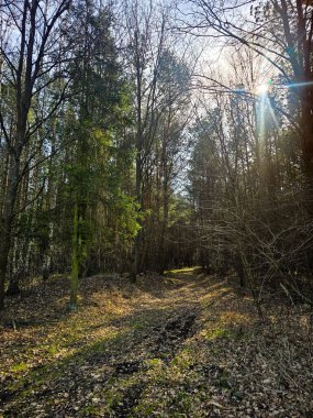 Açık mavi gökyüzünün altında yapraksız ağaçlarla çevrili manzaralı bir orman yolu. İzler kuru otlar ve ilkbahar bitkileriyle doludur. Huzurlu ve doğal bir manzara yaratır. Mevsimlik doğa kavramları, açık hava temaları ve çevresel konular için mükemmel.