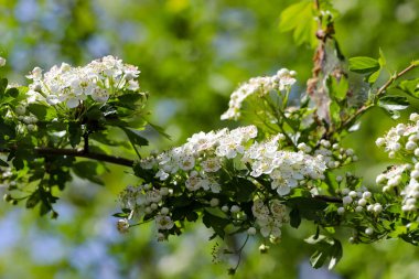 Çiçek açan ağaçlar ve yumuşak güneş ışığıyla yıkanmış çiçek açan çalılarla dolu canlı bir bahar manzarası. Yenilenmeyi, büyümeyi ve mevsimsel değişimin güzelliğini sembolize eden barışçıl bir doğa sahnesi. İlkbahar, çevre, bahçıvanlık ve