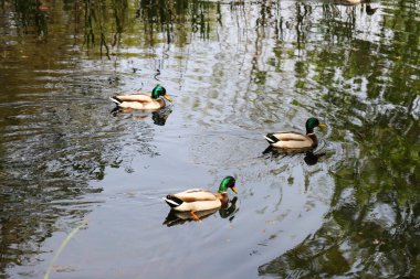 Vahşi ördekler yemyeşil bitki örtüsüyle çevrili doğal bir gölette huzur içinde yüzüyorlar. Vahşi yaşamı korumanın sembolik bir görüntüsü ve doğal habitatları korumanın önemi. Bu fotoğraf ekolojik dengeyi, biyolojik çeşitliliği ve korunmayı vurgular