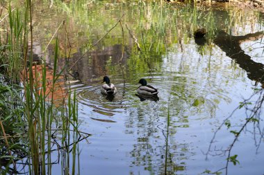 Vahşi ördekler yemyeşil bitki örtüsüyle çevrili doğal bir gölette huzur içinde yüzüyorlar. Vahşi yaşamı korumanın sembolik bir görüntüsü ve doğal habitatları korumanın önemi. Bu fotoğraf ekolojik dengeyi, biyolojik çeşitliliği ve korunmayı vurgular