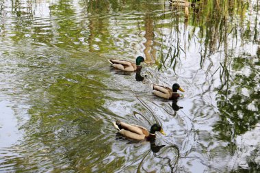 Vahşi ördekler yemyeşil bitki örtüsüyle çevrili doğal bir gölette huzur içinde yüzüyorlar. Vahşi yaşamı korumanın sembolik bir görüntüsü ve doğal habitatları korumanın önemi. Bu fotoğraf ekolojik dengeyi, biyolojik çeşitliliği ve korunmayı vurgular