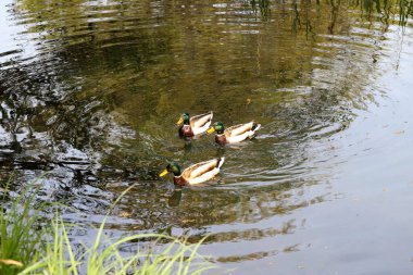Vahşi ördekler yemyeşil bitki örtüsüyle çevrili doğal bir gölette huzur içinde yüzüyorlar. Vahşi yaşamı korumanın sembolik bir görüntüsü ve doğal habitatları korumanın önemi. Bu fotoğraf ekolojik dengeyi, biyolojik çeşitliliği ve korunmayı vurgular