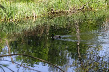 Vahşi ördekler yemyeşil bitki örtüsüyle çevrili doğal bir gölette huzur içinde yüzüyorlar. Vahşi yaşamı korumanın sembolik bir görüntüsü ve doğal habitatları korumanın önemi. Bu fotoğraf ekolojik dengeyi, biyolojik çeşitliliği ve korunmayı vurgular