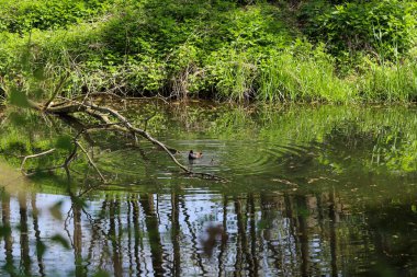 Vahşi ördekler yemyeşil bitki örtüsüyle çevrili doğal bir gölette huzur içinde yüzüyorlar. Vahşi yaşamı korumanın sembolik bir görüntüsü ve doğal habitatları korumanın önemi. Bu fotoğraf ekolojik dengeyi, biyolojik çeşitliliği ve korunmayı vurgular