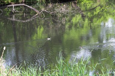 Vahşi ördekler yemyeşil bitki örtüsüyle çevrili doğal bir gölette huzur içinde yüzüyorlar. Vahşi yaşamı korumanın sembolik bir görüntüsü ve doğal habitatları korumanın önemi. Bu fotoğraf ekolojik dengeyi, biyolojik çeşitliliği ve korunmayı vurgular