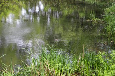 Vahşi ördekler yemyeşil bitki örtüsüyle çevrili doğal bir gölette huzur içinde yüzüyorlar. Vahşi yaşamı korumanın sembolik bir görüntüsü ve doğal habitatları korumanın önemi. Bu fotoğraf ekolojik dengeyi, biyolojik çeşitliliği ve korunmayı vurgular