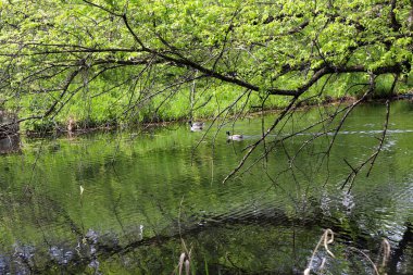 Vahşi ördekler yemyeşil bitki örtüsüyle çevrili doğal bir gölette huzur içinde yüzüyorlar. Vahşi yaşamı korumanın sembolik bir görüntüsü ve doğal habitatları korumanın önemi. Bu fotoğraf ekolojik dengeyi, biyolojik çeşitliliği ve korunmayı vurgular