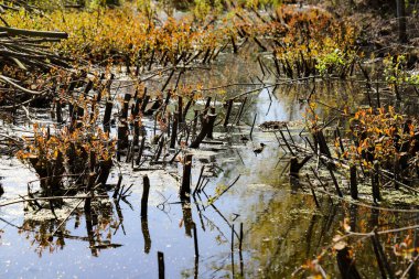 Yoğun bitki örtüsü, yosun kaplı kıyılar ve suyun üzerine eğilen ağaçların olduğu vahşi ve fazla gelişmiş nehir manzarası. Görüntü, doğal sulak alanların ve orman suyollarının el değmemiş güzelliğini yakalıyor. Huzur ve gizem hissi uyandırıyor. İdeal