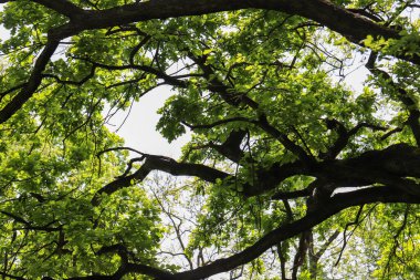 Güzel mavi gökyüzüne uzanan ağaç dallarının huzurlu bir fotoğrafı. Narin dallar ve açık gökyüzü arasındaki doğal zıtlık barışçıl, minimalist bir kompozisyon yaratır. Doğa temalı tasarımlar, duvar kağıtları, arka planlar ve...