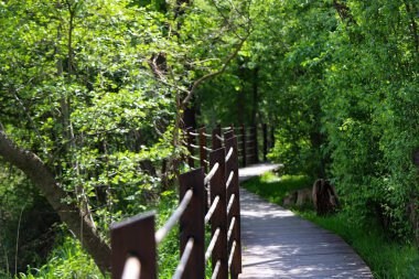 Canlı yeşil bir parkın içinden geçen ahşap bir patikanın güzel fotoğrafı. Doğal ahşap kalaslar, yemyeşil yapraklarla çok güzel tezat oluşturuyor ve doğaya doğru davetkar bir yürüyüş yolu yaratıyor. Çevre dostu tasarımlar ve seyahat için mükemmel.