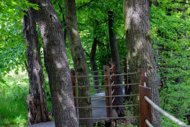 Canlı yeşil bir parkın içinden geçen ahşap bir patikanın güzel fotoğrafı. Doğal ahşap kalaslar, yemyeşil yapraklarla çok güzel tezat oluşturuyor ve doğaya doğru davetkar bir yürüyüş yolu yaratıyor. Çevre dostu tasarımlar ve seyahat için mükemmel.
