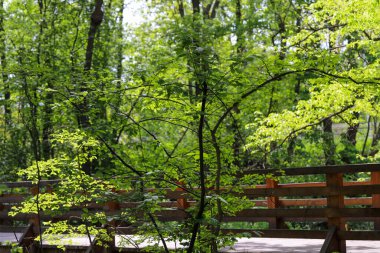Canlı yeşil bir parkın içinden geçen ahşap bir patikanın güzel fotoğrafı. Doğal ahşap kalaslar, yemyeşil yapraklarla çok güzel tezat oluşturuyor ve doğaya doğru davetkar bir yürüyüş yolu yaratıyor. Çevre dostu tasarımlar ve seyahat için mükemmel.