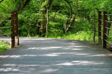 Canlı yeşil bir parkın içinden geçen ahşap bir patikanın güzel fotoğrafı. Doğal ahşap kalaslar, yemyeşil yapraklarla çok güzel tezat oluşturuyor ve doğaya doğru davetkar bir yürüyüş yolu yaratıyor. Çevre dostu tasarımlar ve seyahat için mükemmel.