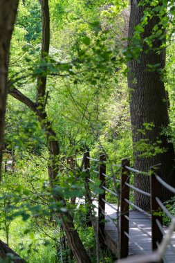 Canlı yeşil bir parkın içinden geçen ahşap bir patikanın güzel fotoğrafı. Doğal ahşap kalaslar, yemyeşil yapraklarla çok güzel tezat oluşturuyor ve doğaya doğru davetkar bir yürüyüş yolu yaratıyor. Çevre dostu tasarımlar ve seyahat için mükemmel.