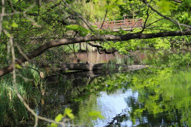 Sakin bir göl manzarası ve kıyıda huzur içinde yüzen vahşi ördekler. Etrafındaki ağaçlar çiçek açmaya başlıyor, kıştan sonra taze yeşilliğin ilk belirtilerini gösteriyorlar. Bu sakin doğa sahnesi mevsimsel geçişi yakalar.