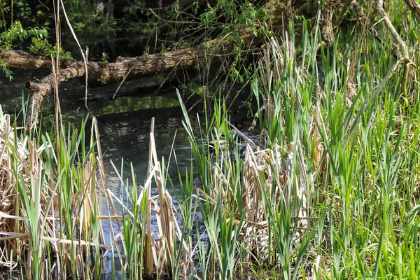 Sakin bir göl manzarası ve kıyıda huzur içinde yüzen vahşi ördekler. Etrafındaki ağaçlar çiçek açmaya başlıyor, kıştan sonra taze yeşilliğin ilk belirtilerini gösteriyorlar. Bu sakin doğa sahnesi mevsimsel geçişi yakalar.