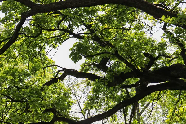 Güzel mavi gökyüzüne uzanan ağaç dallarının huzurlu bir fotoğrafı. Narin dallar ve açık gökyüzü arasındaki doğal zıtlık barışçıl, minimalist bir kompozisyon yaratır. Doğa temalı tasarımlar, duvar kağıtları, arka planlar ve...