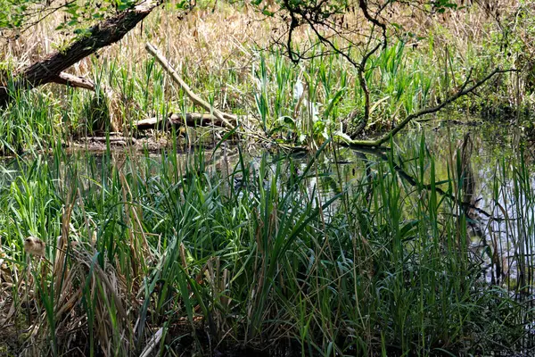 Sakin bir göl manzarası ve kıyıda huzur içinde yüzen vahşi ördekler. Etrafındaki ağaçlar çiçek açmaya başlıyor, kıştan sonra taze yeşilliğin ilk belirtilerini gösteriyorlar. Bu sakin doğa sahnesi mevsimsel geçişi yakalar.
