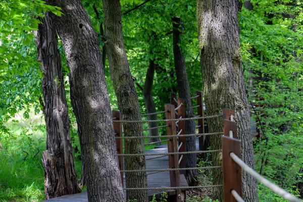 Canlı yeşil bir parkın içinden geçen ahşap bir patikanın güzel fotoğrafı. Doğal ahşap kalaslar, yemyeşil yapraklarla çok güzel tezat oluşturuyor ve doğaya doğru davetkar bir yürüyüş yolu yaratıyor. Çevre dostu tasarımlar ve seyahat için mükemmel.