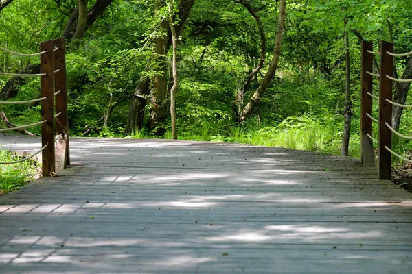 Canlı yeşil bir parkın içinden geçen ahşap bir patikanın güzel fotoğrafı. Doğal ahşap kalaslar, yemyeşil yapraklarla çok güzel tezat oluşturuyor ve doğaya doğru davetkar bir yürüyüş yolu yaratıyor. Çevre dostu tasarımlar ve seyahat için mükemmel.