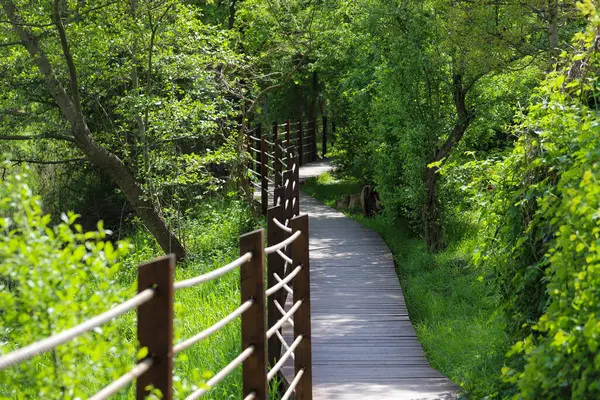Canlı yeşil bir parkın içinden geçen ahşap bir patikanın güzel fotoğrafı. Doğal ahşap kalaslar, yemyeşil yapraklarla çok güzel tezat oluşturuyor ve doğaya doğru davetkar bir yürüyüş yolu yaratıyor. Çevre dostu tasarımlar ve seyahat için mükemmel.