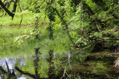 Sakin bir göl manzarası ve kıyıda huzur içinde yüzen vahşi ördekler. Etrafındaki ağaçlar çiçek açmaya başlıyor, kıştan sonra taze yeşilliğin ilk belirtilerini gösteriyorlar. Bu sakin doğa sahnesi mevsimsel geçişi yakalar.