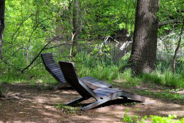 Serin yeşil park ortamında sergilenen rahat şezlongların huzurlu bir fotoğrafı. Doğal ahşap mobilyalar çevre ağaçlar ve bitki örtüsüyle uyumlu bir şekilde harmanlanarak açık hava rahatlama alanı oluşturur. Resmetmek için mükemmel