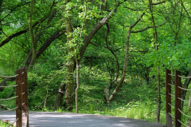Canlı yeşil bir parkın içinden geçen ahşap bir patikanın güzel fotoğrafı. Doğal ahşap kalaslar, yemyeşil yapraklarla çok güzel tezat oluşturuyor ve doğaya doğru davetkar bir yürüyüş yolu yaratıyor. Çevre dostu tasarımlar ve seyahat için mükemmel.