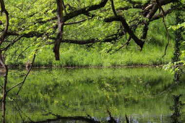Sakin bir göl manzarası ve kıyıda huzur içinde yüzen vahşi ördekler. Etrafındaki ağaçlar çiçek açmaya başlıyor, kıştan sonra taze yeşilliğin ilk belirtilerini gösteriyorlar. Bu sakin doğa sahnesi mevsimsel geçişi yakalar.