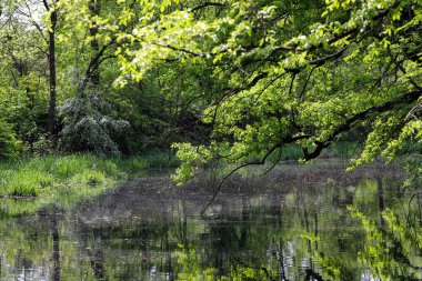 Sakin bir göl manzarası ve kıyıda huzur içinde yüzen vahşi ördekler. Etrafındaki ağaçlar çiçek açmaya başlıyor, kıştan sonra taze yeşilliğin ilk belirtilerini gösteriyorlar. Bu sakin doğa sahnesi mevsimsel geçişi yakalar.