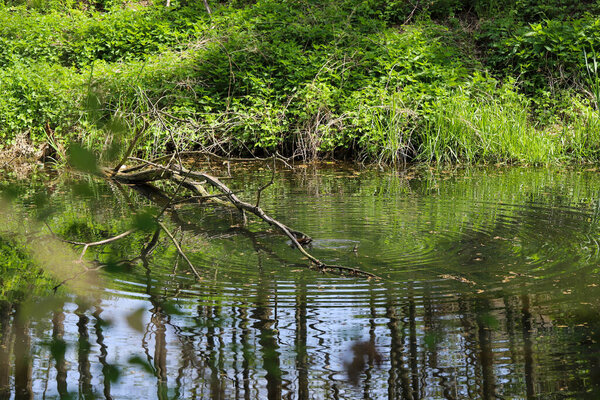 Scenic springtime view of a calm lake with wild ducks swimming peacefully near the shore. Surrounding trees are beginning to bloom, showing the first signs of fresh greenery after winter. This tranquil nature scene captures the seasonal transition