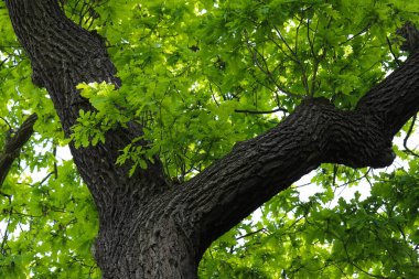 Sağlam bir ağaç gövdesinin detaylı ağaç kabuğu ve yemyeşil yapraklı yüksek kaliteli fotoğrafı. Görüntü, ahşabın doğal güzelliğini ve dokusunu vurguluyor. Yaşam ve büyüme duygusunu çağrıştıran canlı yeşil örtüyle birlikte. Doğa için mükemmel.