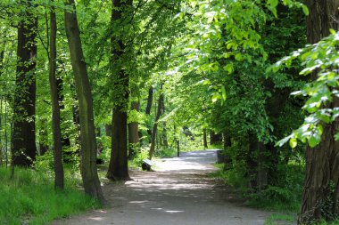 Yeşillik ve bakımlı çimlerle çevrili bir park alanının güzel fotoğrafı. Görüntü, kentsel peyzaj, turizm ve sağlıklı yaşam tarzıyla ilgili projeler için mükemmel bir sükunet ve doğa ile uyum atmosferi sağlıyor.