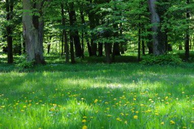 İlkbaharda ya da yaz başında yemyeşil ağaçlarla çevrili manzaralı orman patikaları. Güneş ışığı yoğun gölgeliklerden süzülerek sakin ve davetkar bir doğal atmosfer yaratır. Refah, açık hava eğlencesi, seyahat, orman için ideal doğa geçmişi.