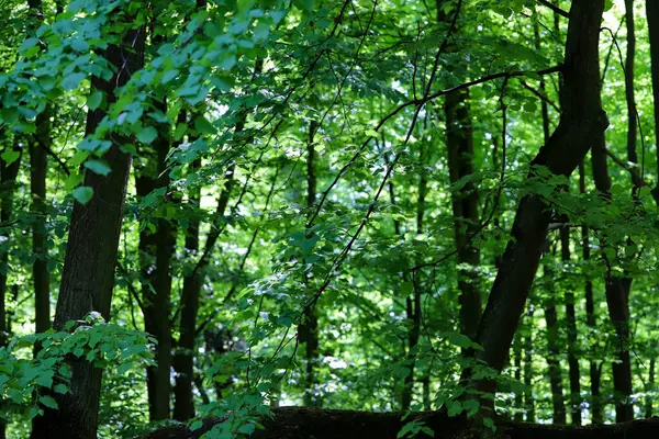 İlkbaharda ya da yaz başında yemyeşil ağaçlarla çevrili manzaralı orman patikaları. Güneş ışığı yoğun gölgeliklerden süzülerek sakin ve davetkar bir doğal atmosfer yaratır. Refah, açık hava eğlencesi, seyahat, orman için ideal doğa geçmişi.