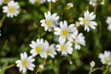 Güneşli bir çayırda açan yoğun beyaz kır çiçekleri kümesi. İlkbaharı, yenilenmeyi, doğanın güzelliğini ve kırsal huzuru sembolize eden doğal bir çiçek arka planı. Mevsimlik tasarımlar, çevre dostu markalar, çiçek desenleri ya da...