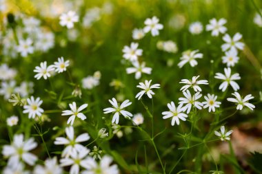 Güneşli bir çayırda açan yoğun beyaz kır çiçekleri kümesi. İlkbaharı, yenilenmeyi, doğanın güzelliğini ve kırsal huzuru sembolize eden doğal bir çiçek arka planı. Mevsimlik tasarımlar, çevre dostu markalar, çiçek desenleri ya da...